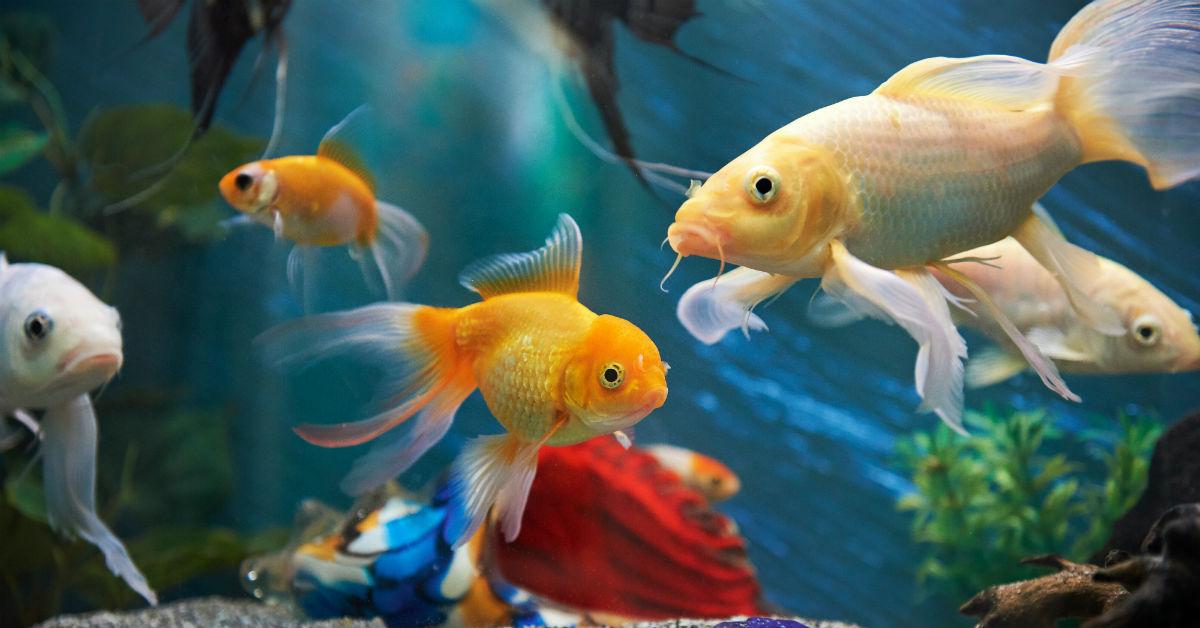 মাছ পুষলেই কেল্লা ফতে! (benefits of keeping fish aquarium at home)