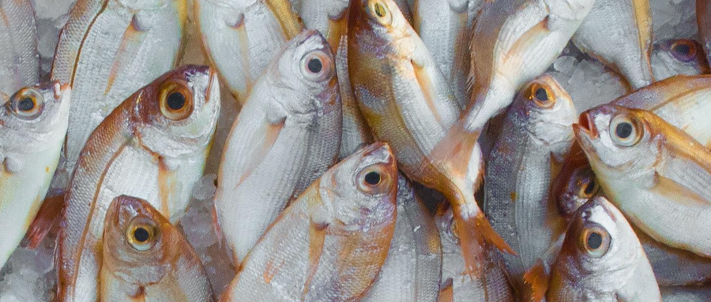 প্রতিদিন মাছ খাওয়ার উপকারিতা তো রয়েছে কিন্তু পার্শ্বপ্রতিক্রিয়া সম্পর্কে জানা আছে কি? in bengali