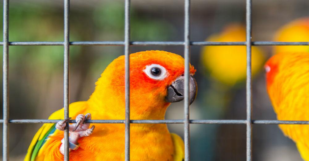 কলকাতার অবৈধ পোষ্য বাজার থেকে উদ্ধার হল ৫৫০ সংরক্ষিত পাখি (550 protected birds rescued from Kolkata)