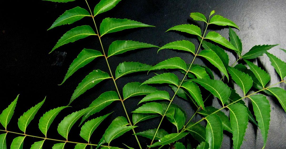 সারা বছর জুড়ে neem leaves খাওয়া উচিত কেন জানো!