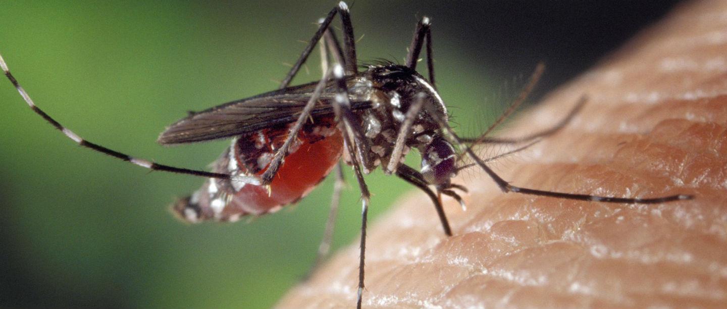 জেনে নিন ডেঙ্গু জ্বরের কারণ ও ঘরোয়া চিকিৎসা (Dengue Causes &#8211; Home Remedies In Bengali)