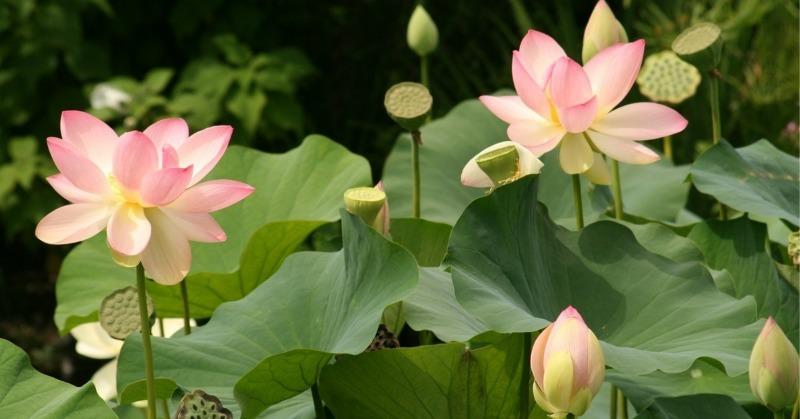 বাড়ির ছাদেই লাগিয়ে ফেলুন পদ্ম (lotus planting)