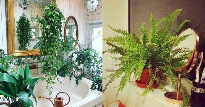 বাথরুম-সজ্জায় রাখতে পারেন এই গাছগুলো (Best Plants For Bathroom Decor)