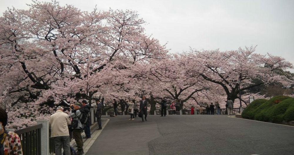 চেরিফুলের সমারোহে বসন্তের আগমন জাপানে (Spring season in Japan)